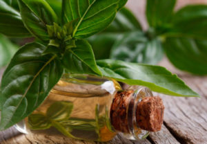 Масло базилика применение в косметологии