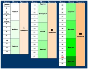 3 Месяца беременности это сколько недель