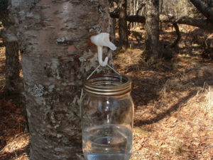 Как приготовить березовый сок на хранение?