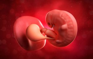 Плод опережает развитие на 3 недели