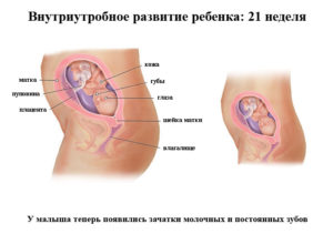 Положение плода 21 неделе беременности
