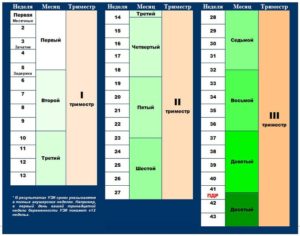8 Недель беременности какой месяц