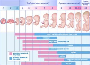 Первые недели беременности что нужно знать