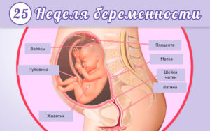 Тянущие боли 24 неделе беременности