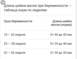 Длина шейки матки 39 неделе беременности