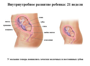 Где находится ребенок 21 неделе беременности