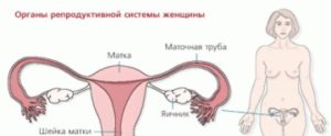 Болят ли яичники первых неделях беременности