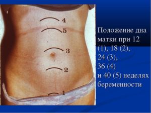 Расположение матки при беременности по неделям в картинках