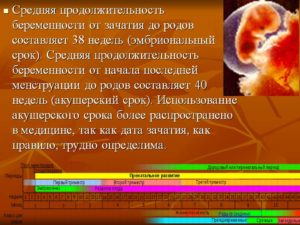 Акушерские и эмбриональные недели беременности