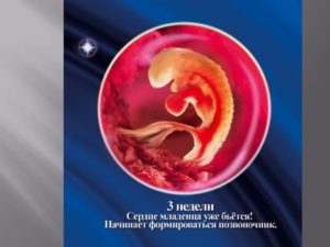 Эмбрион в 3 недели от зачатия