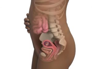 19 недель акушерских беременности