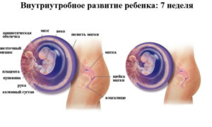 Тошнота на 7 неделе беременности