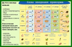 Как начинать прикармливать ребенка 6 месяцев?