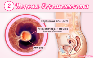 Что происходит в первые две недели беременности