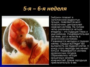 Размер эмбриона на 6 7 неделе беременности