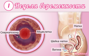 1 Неделя после зачатия происходит