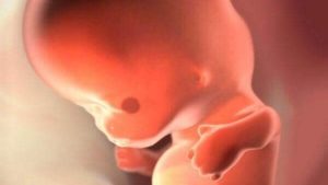 8 Неделя беременности от зачатия что происходит