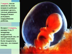 8 Недель после зачатия