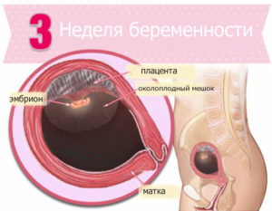 Признаки беременности на третьей неделе