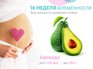 Какой размер плода 16 недель беременности