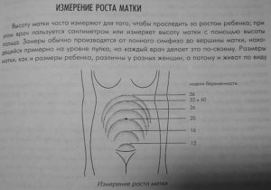 Высота дна матки 11 неделе беременности