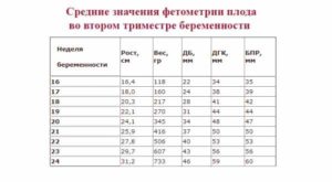 Фетометрия 19 20 недель беременности