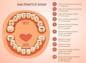 Во сколько лезут зубы у ребенка