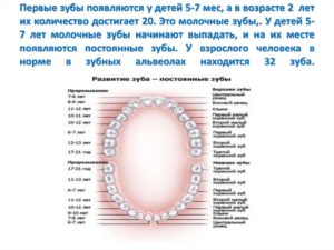 В каком возрасте появляются зубы у ребенка