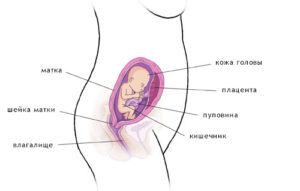 20 Недель беременности шевелений вторая беременность