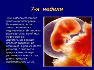 Размер эмбриона в 7 недель