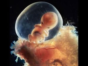 8 Неделя беременности от зачатия что происходит