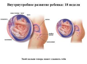 18 19 Неделя беременности развитие плода