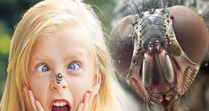 Ребенок боится мух что делать