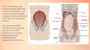 Дно матки 12 недель