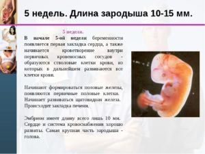 Какого размера эмбрион 5 недель