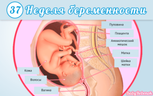 36 Недель беременности вес