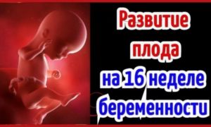 Календарь беременности 16 неделя