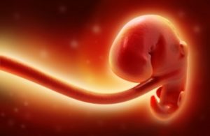 Развитие плода 4 5 недель