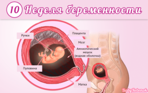 10 Неделя беременности расположение матки