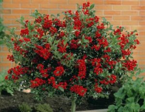 Годжи дерево выращивание