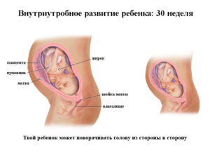 Ребенок утробе 30 недель
