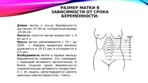 Размеры матки на 8 неделе беременности