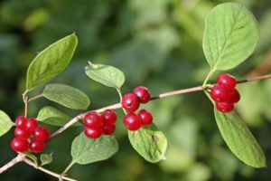 Настойка волчьих ягод