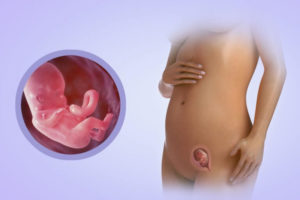 12 Недель беременности расположение плода