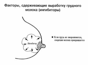 Что делать чтобы лактация прекратилась?