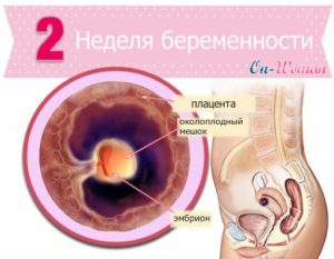 Что происходит в первые две недели беременности