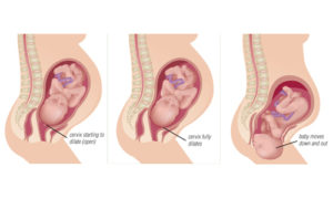 Мягкая шейка матки 38 неделе беременности