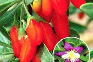 Годжи суперфрукт