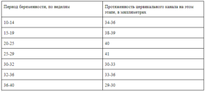 Длина шейки матки при беременности 16 недель