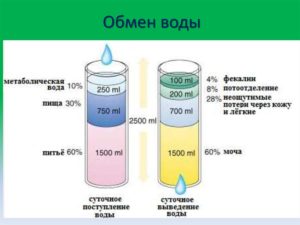 Роль воды в обмене веществ и энергии